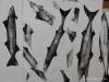 Pam Holstein. A school of drypoint fish printed at Prospect Studio with Alan Birch
